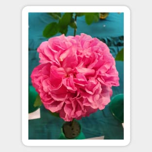 Pink Rose Sticker